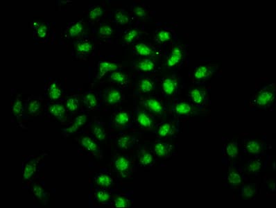 BOLA2 Antibody