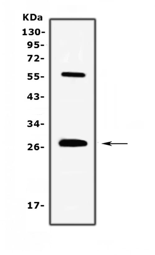 IL17A Antibody
