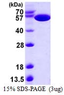 E. coli pykF Protein (Recombinant His)