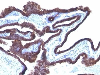 Cytokeratin 8+18 Antibody (clone C-43 + DC10, Azide-free, BSA-free)