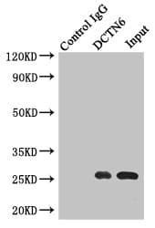DCTN6 / Dynactin 6 Antibody