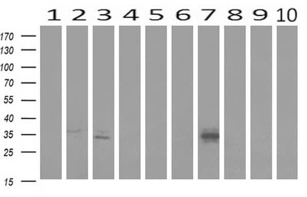MLF1 Antibody (clone UMAB138, Carrier-free)