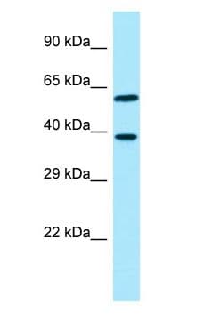 EIF3I / EIF3S2 Antibody (aa128-177)