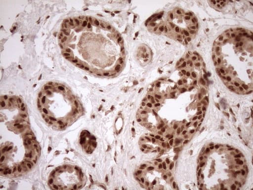 NUDT21 Antibody (aa2-227, clone OTI2C8)