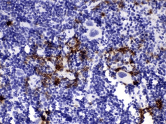 Polyclonal Rabbit anti-Mouse HNE / Neutrophil Elastase Antibody (IHC, WB)