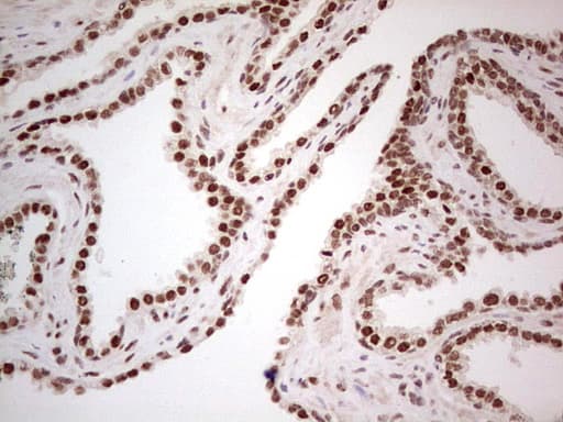 ERCC1 Antibody (clone OTI2B4, Carrier-free)
