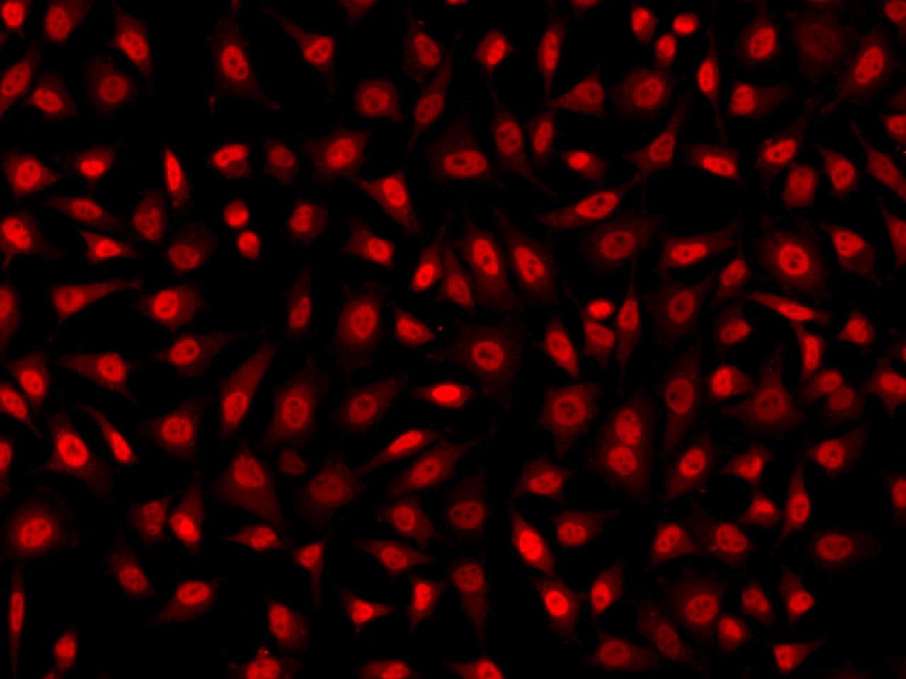 CCNO / UNG2 Antibody