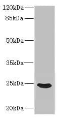 FGF19 Antibody