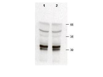 IHC-plus™ Polyclonal Rabbit anti-Human CDK2 Antibody (C-Terminus, IHC, IF, WB)