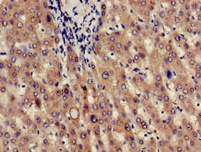 JAG1 / Jagged 1 Antibody
