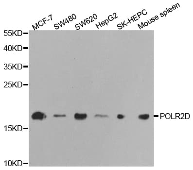 RPB16 / POLR2D Antibody