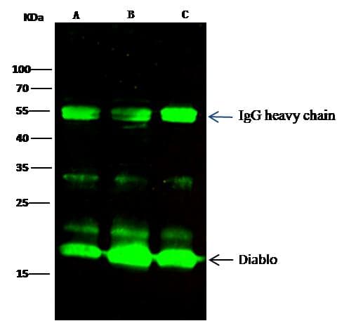 DIABLO / SMAC Antibody (clone 001, Preservative Free)