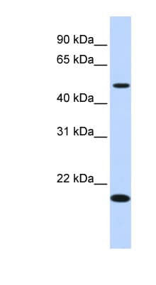 ZNF493 Antibody (N-Terminus)