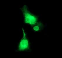 PathPlus™ CD163 Antibody (clone 4G8)