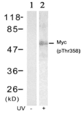 MYC / c-Myc Antibody