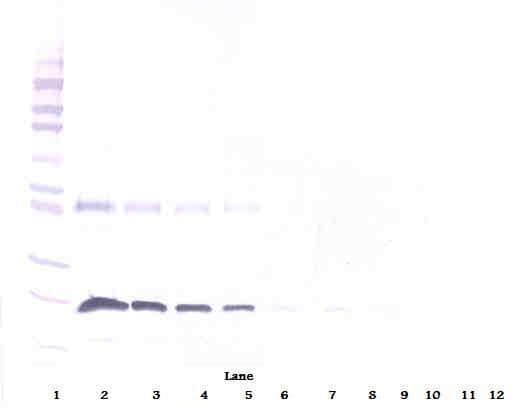 TNFRSF9 / 4-1BB / CD137 Antibody (Biotin)