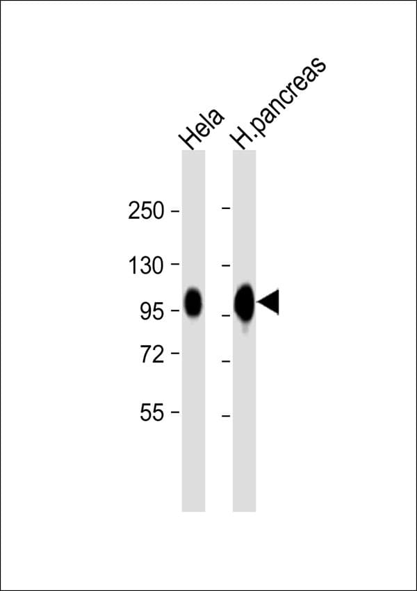 CD276 / B7-H3 Antibody