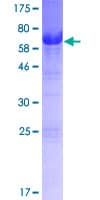 Human SYAP1 Protein (Recombinant GST)