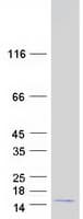 Human PPDPF / C20orf149 Protein (Recombinant Myc-DDK (Flag))
