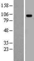TLR10 Protein (Over-Expression Lysate Myc-DDK (Flag))