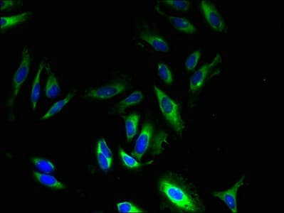 Polyclonal Rabbit anti-Human GPR83 Antibody (WB)