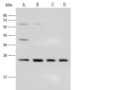 CBX1 / HP1 Beta Antibody