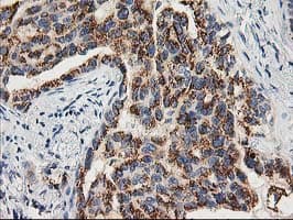 TOMM34 Antibody (clone OTI2A9, Carrier-free)