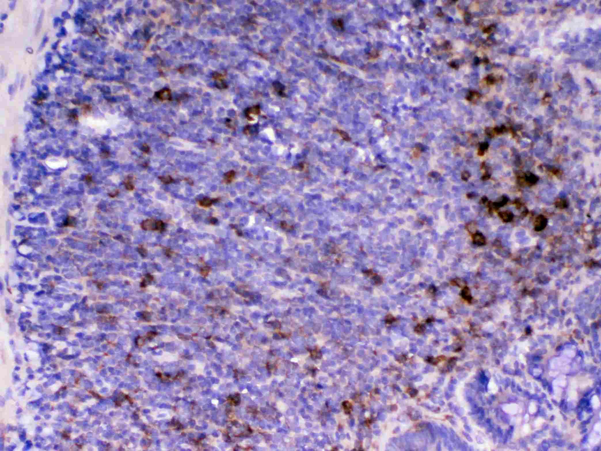Monoclonal Mouse anti-Mouse CD14 Antibody (IHC, WB)