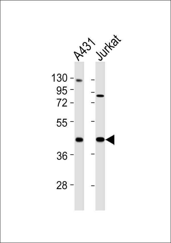 USF2 Antibody