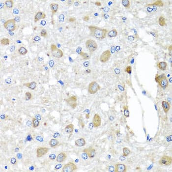 BAG5 Antibody