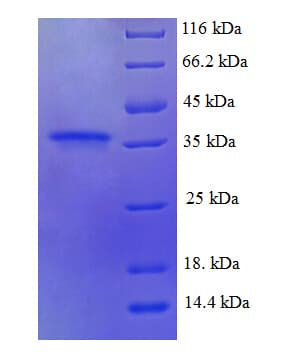 Arabidopsis thaliana WRKY40 Protein (Recombinant His)