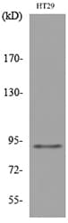 NRG2 Antibody