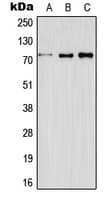 ELF4 / MEF Antibody (Internal)