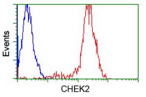 CHEK2 / CHK2 Antibody (clone OTI2H5)