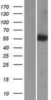 LEMD2 Protein (Over-Expression Lysate Myc-DDK (Flag))