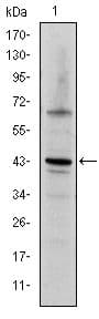 Monoclonal Mouse anti-Human JUN / c-Jun Antibody (clone 4H9, IHC, IF, WB)