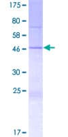 Human SPATS1 Protein (Recombinant GST)