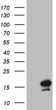 NDUFA4L2 Antibody (clone OTI5C10)