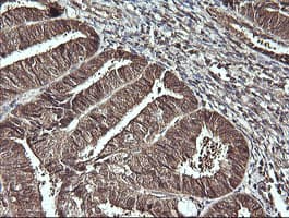 CDC123 Antibody (clone OTI1F8, Carrier-free)