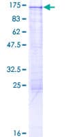 Human TEX10 Protein (Recombinant GST)