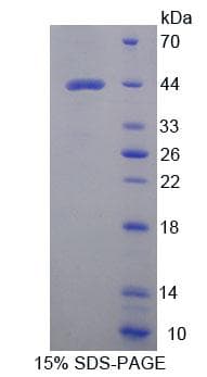Mouse WARS2 Protein (Recombinant His-T7, N-terminus)