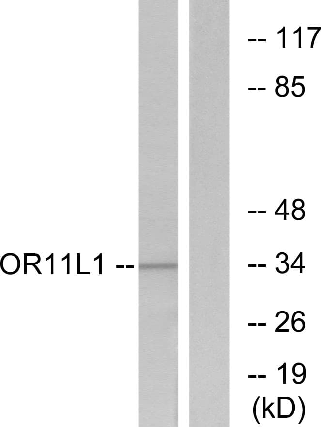 OR11L1 Antibody (aa201-250)