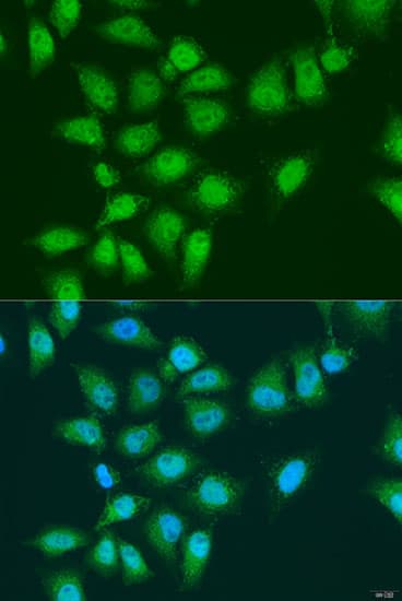 EYA3 Antibody