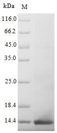 Mouse AMH / Anti-Mullerian Hormone Protein (Recombinant)