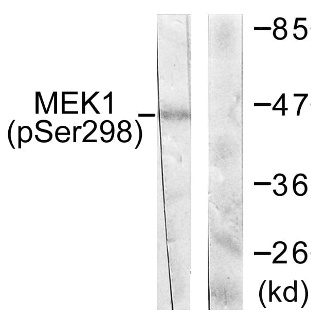 Polyclonal Rabbit anti-Human MAP2K1 / MKK1 / MEK1 Antibody (phospho-Ser298, WB)