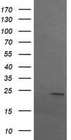 SRY Antibody (clone OTI1G6)