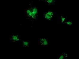 COX6B2 Antibody (clone OTI1F5)