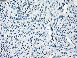 Monoclonal Mouse anti-Human TMEM100 Antibody (clone OTI10G3, IHC, IF, WB)