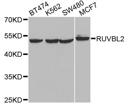 TIP48 / RUVBL2 Antibody