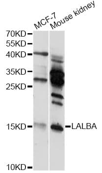 LALBA / Alpha Lactalbumin Antibody